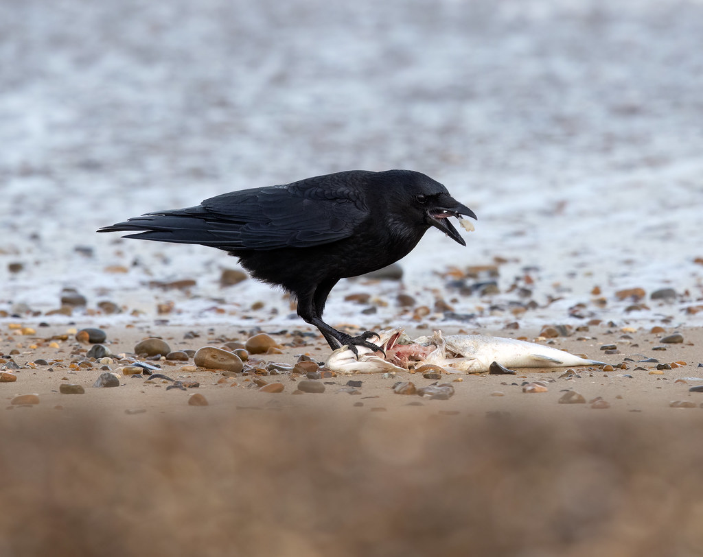 Crow RSPB Minsmere Whistling Joe Flickr