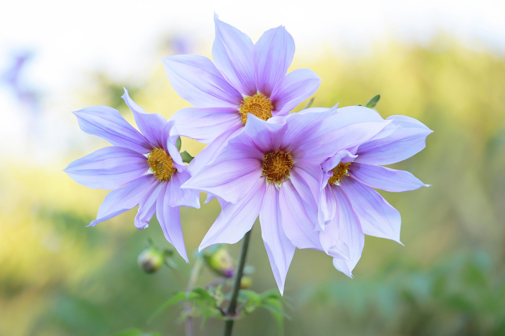 Four Sisters Emperor dahlia, Tree dahlia キク科ダリア属の多年草 短日開… Flickr