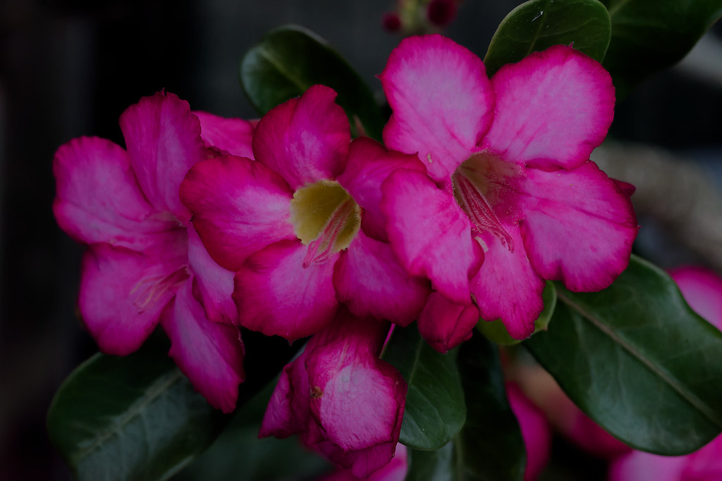 Adenium (Desert Rose) The Adeniums or Desert Roses which m… Flickr