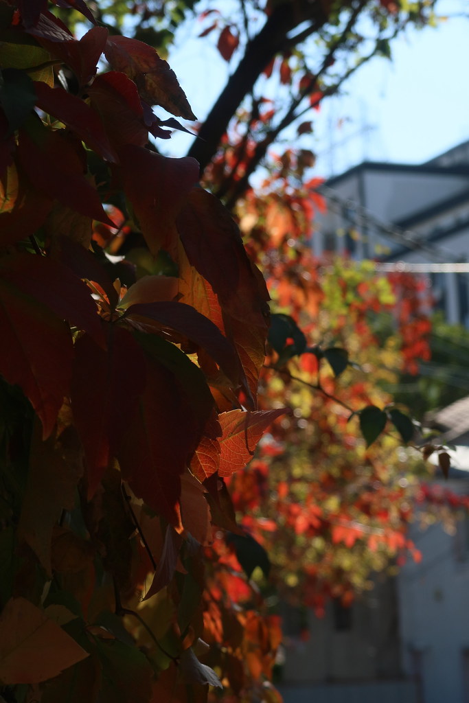 autumn_colorsfall2022_1021_143337 Cristian M. Ioan Flickr