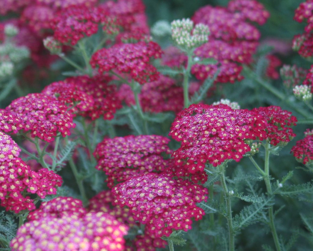 Paprika Yarrow Chicago Botanical Gardens Jean Flickr