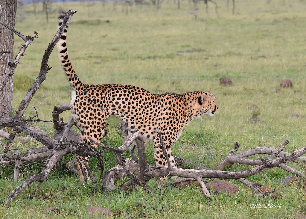 Cheetah (marking).1 Naboisho Ian Shirley Flickr