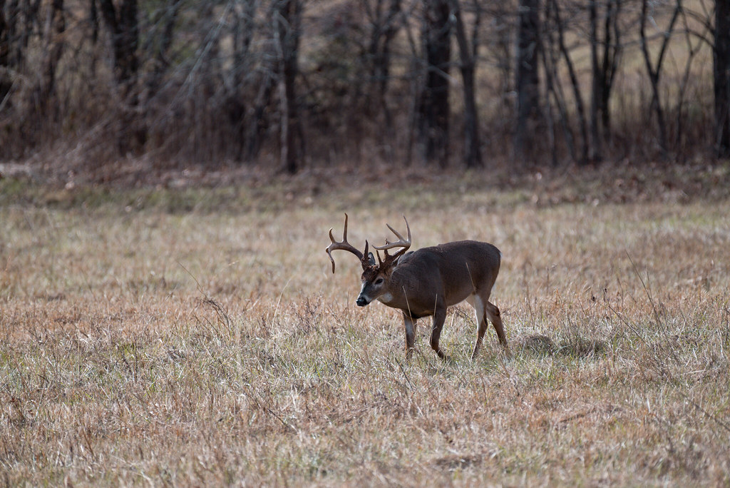 Majestic whitetail what a giant. the whitetail deer rut is… Flickr