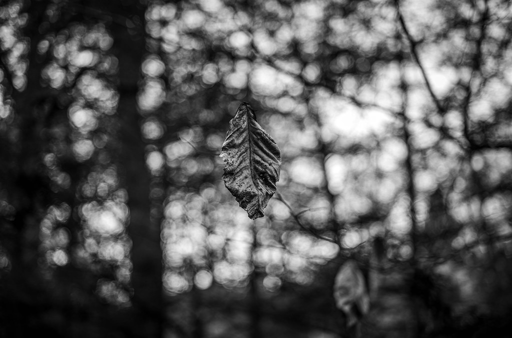 Old Lyme, CT 20221125 matías elgart Flickr