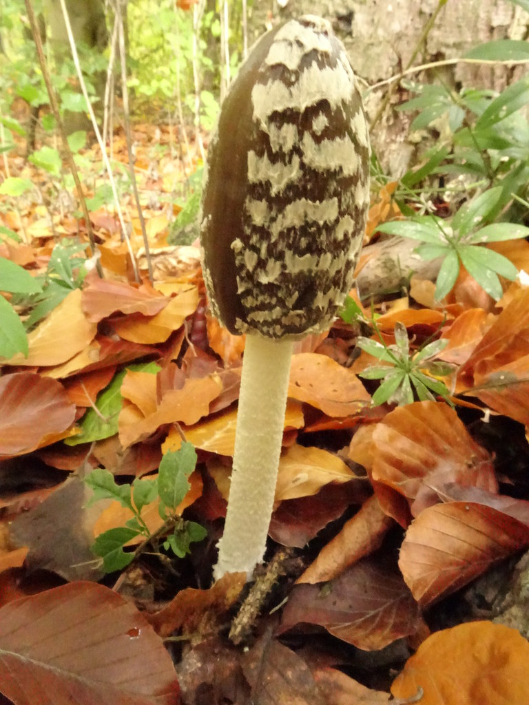 Coprinopsis picacea Syn. Coprinus picaceus Dr. HansGünter Wagner