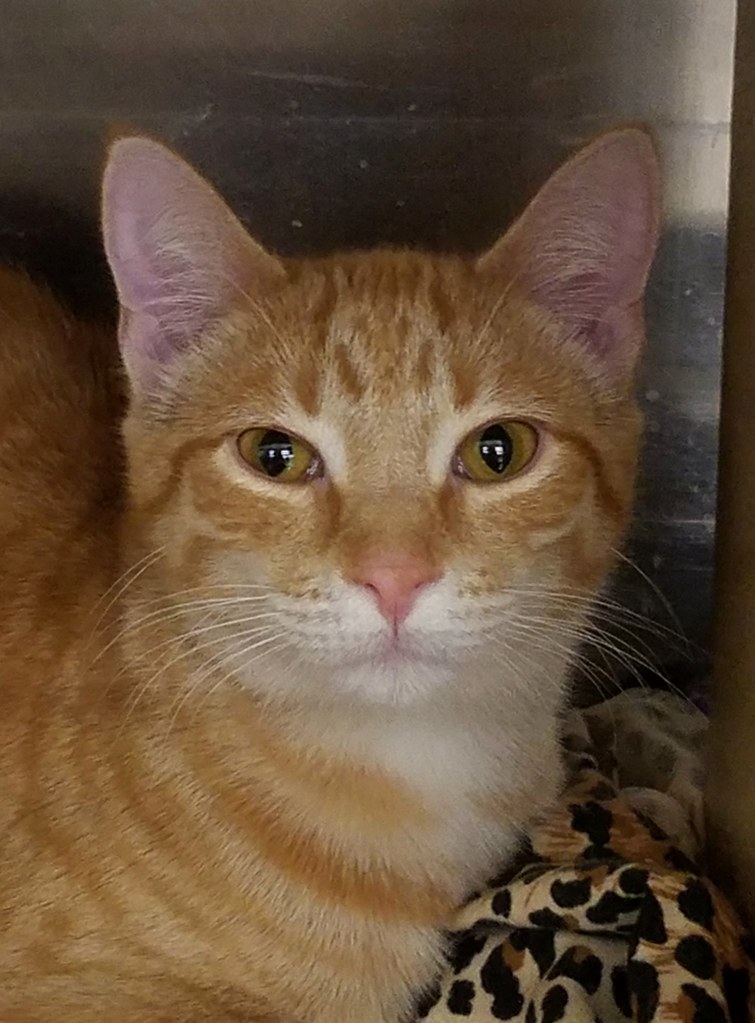 Cat Up For Adoption At PetSmart Flowermanjoe Flickr