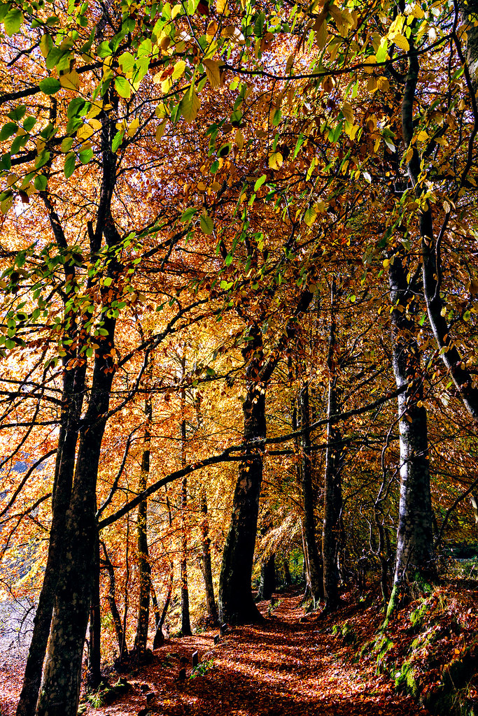 Path through Beech Trees A few shots from a job I did last… Flickr