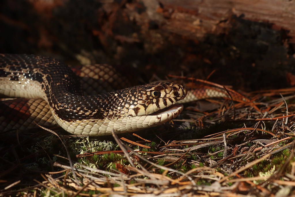 Northern Pine snake from the NJ Pine Barrens northernpine… Flickr