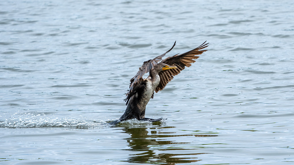 Cormorant Landing Damariscotta Mills, Maine lennycarl08 Flickr