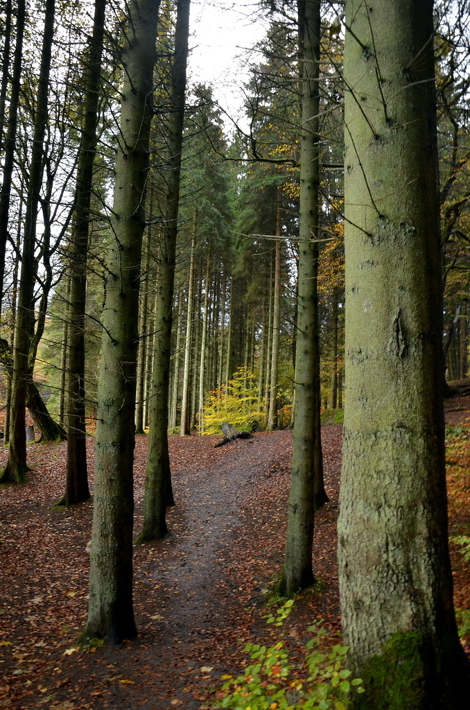 Calderglen Park Woods St Leonards East Kilbride James Brown Flickr