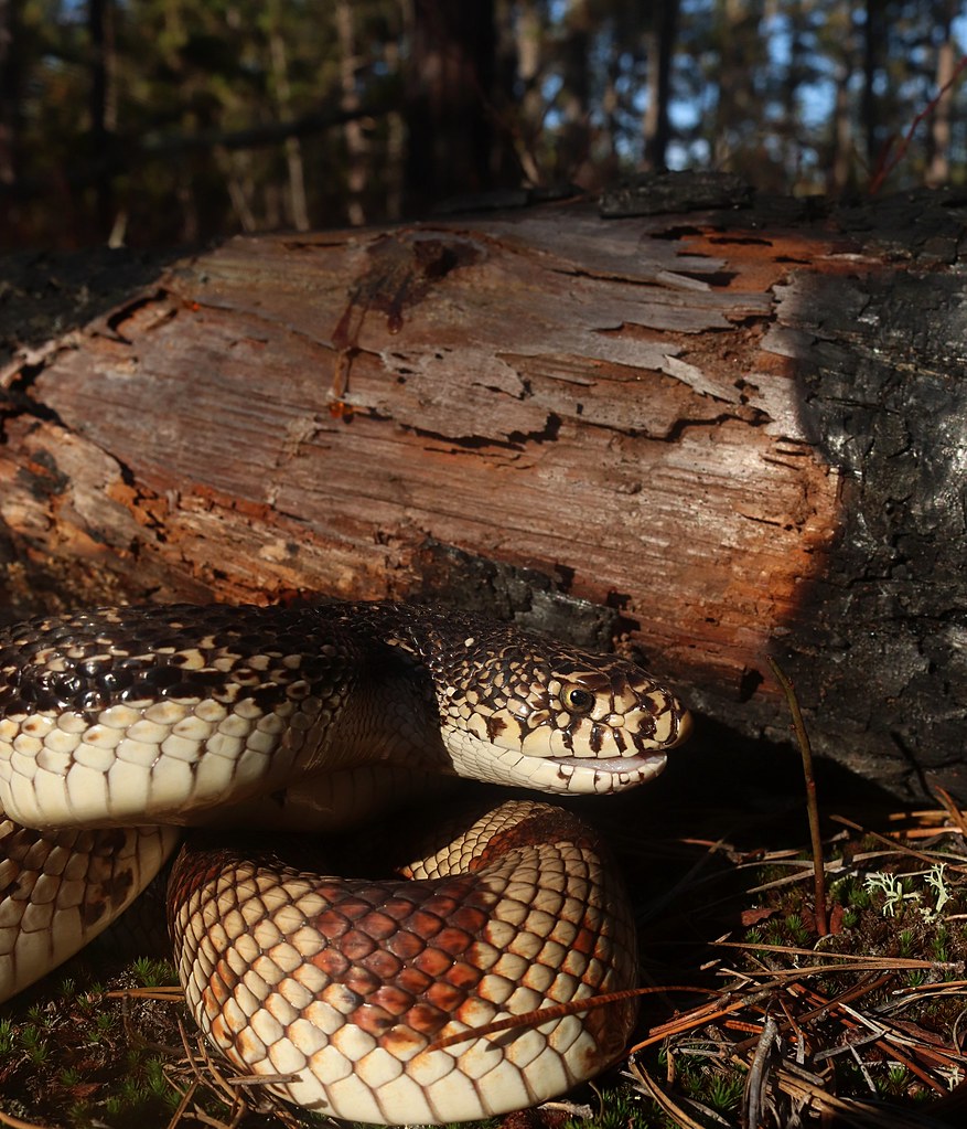 Northern Pine snake from the NJ Pine Barrens northernpine… Flickr