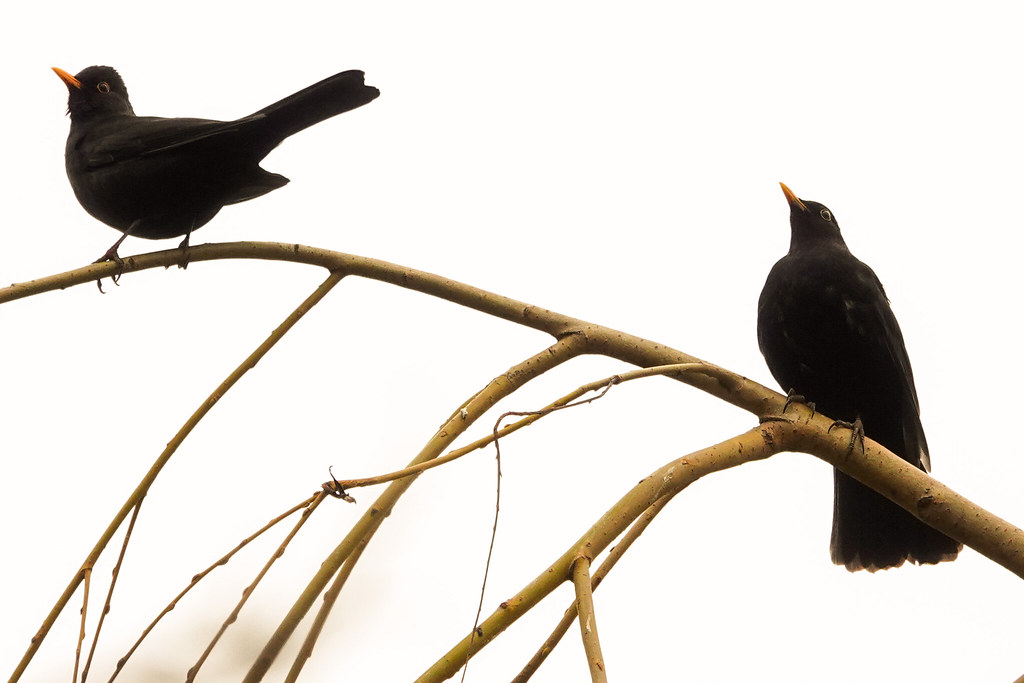 two male Blackbirds / 2 Amselmannen Happy Wing Wednesday … Flickr