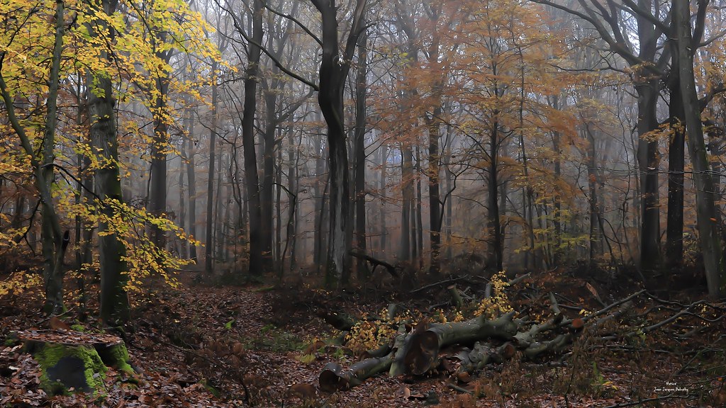 Le Silence de la forêt Jean Jacques Debuchy Flickr