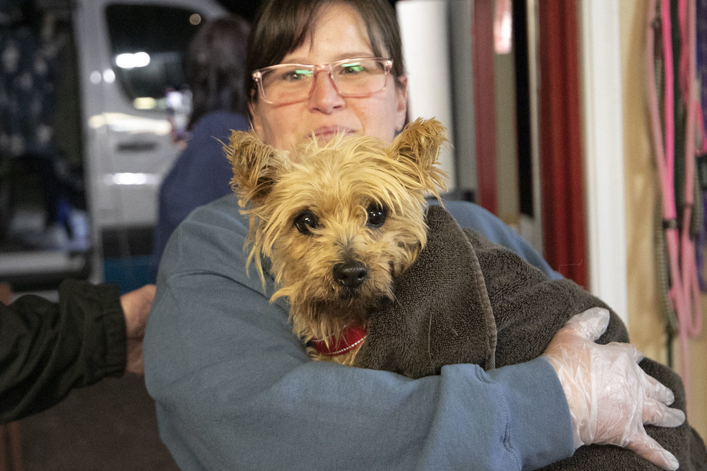 Bridget RescueArrivalOffloading Nov 28, 2022 National Mill Dog