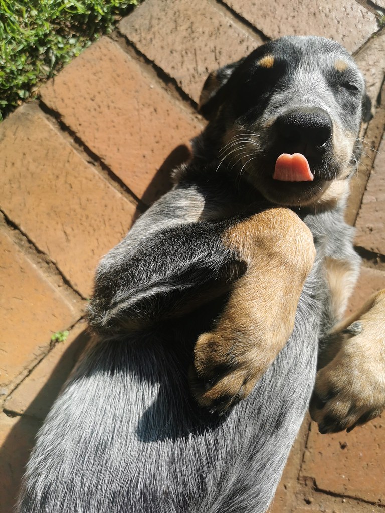 When a dog does THIS! When you see a dog's tongue like THI… Flickr