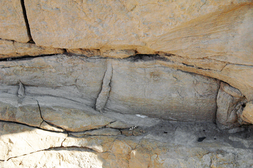 Fossil log (Laramie Formation, Upper Cretaceous; Parfet Prehistoric