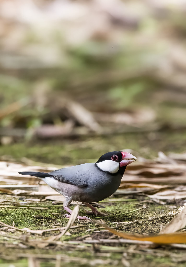 Java FInch Java Finch Jeremy Jay Flickr