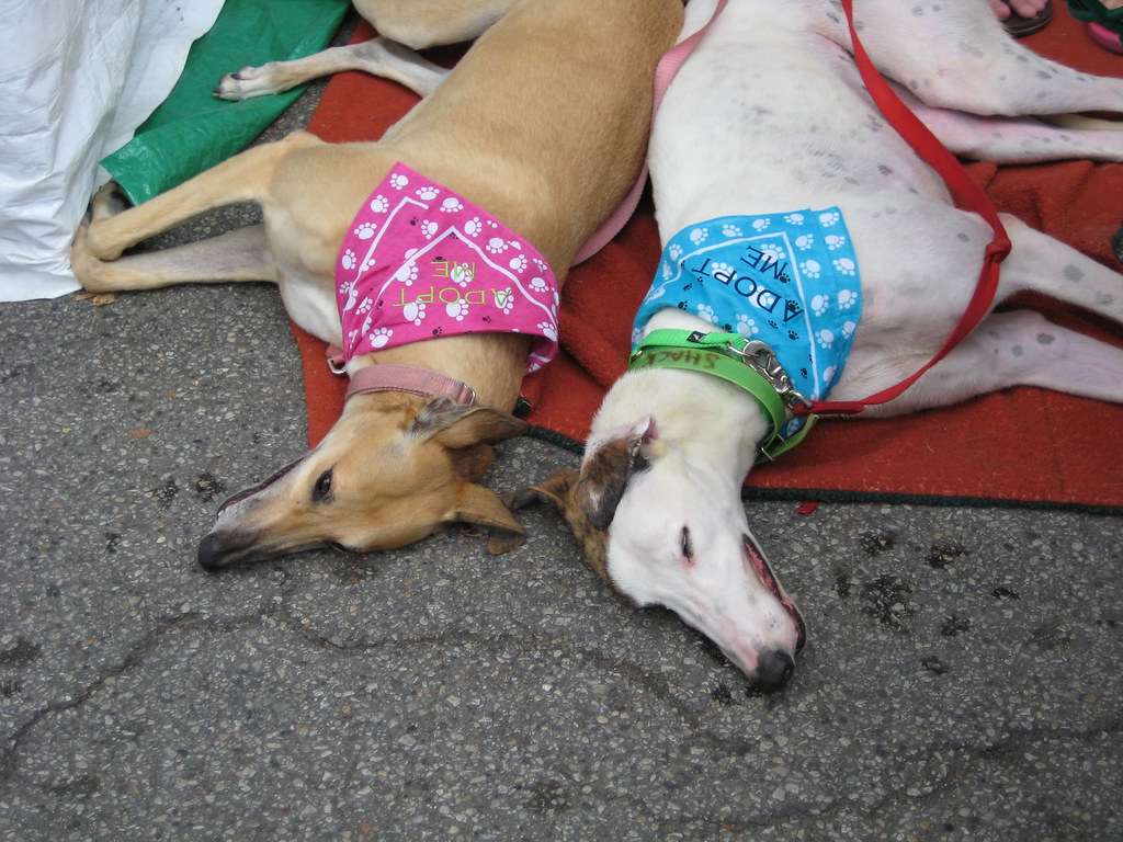 Shelter greyhounds Chicago 2008 Zoran Dragutinovich Flickr