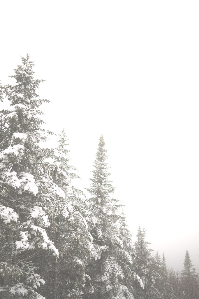 The Powerful Backstory of How Your Christmas Tree & Your Christmas