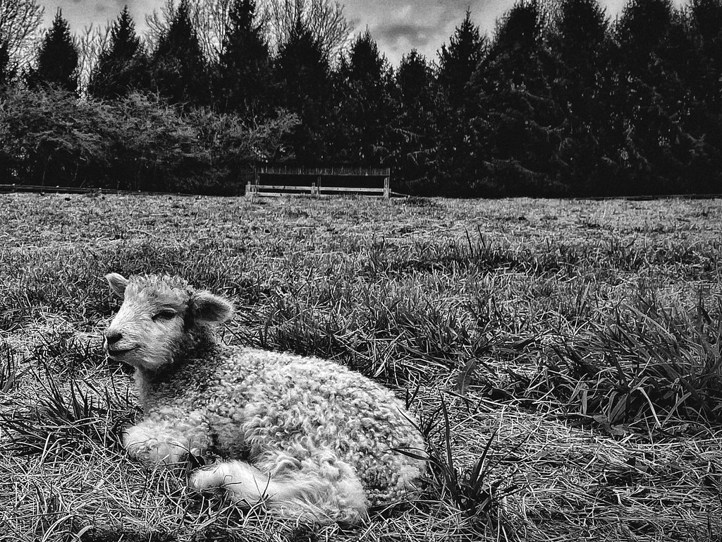 Exploring Virginia Gin Flickr