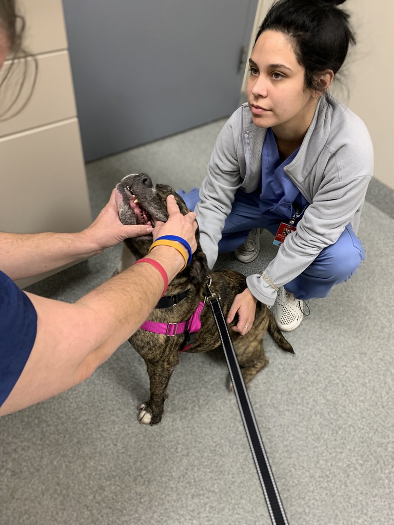 Ginger at Mt. Laurel Animal Hospital 11/18/2022 NewLeashonLifeUSA Flickr