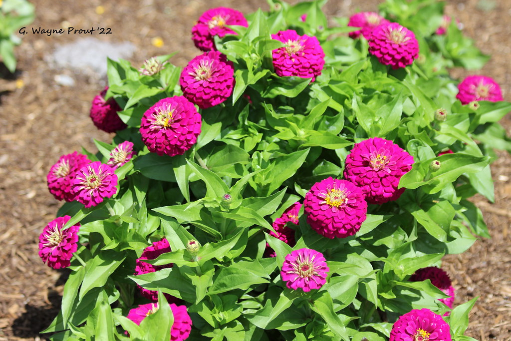 Zinnia Zesty Purple (Zinnia peruviana) Zinnia Zesty Purple… Flickr