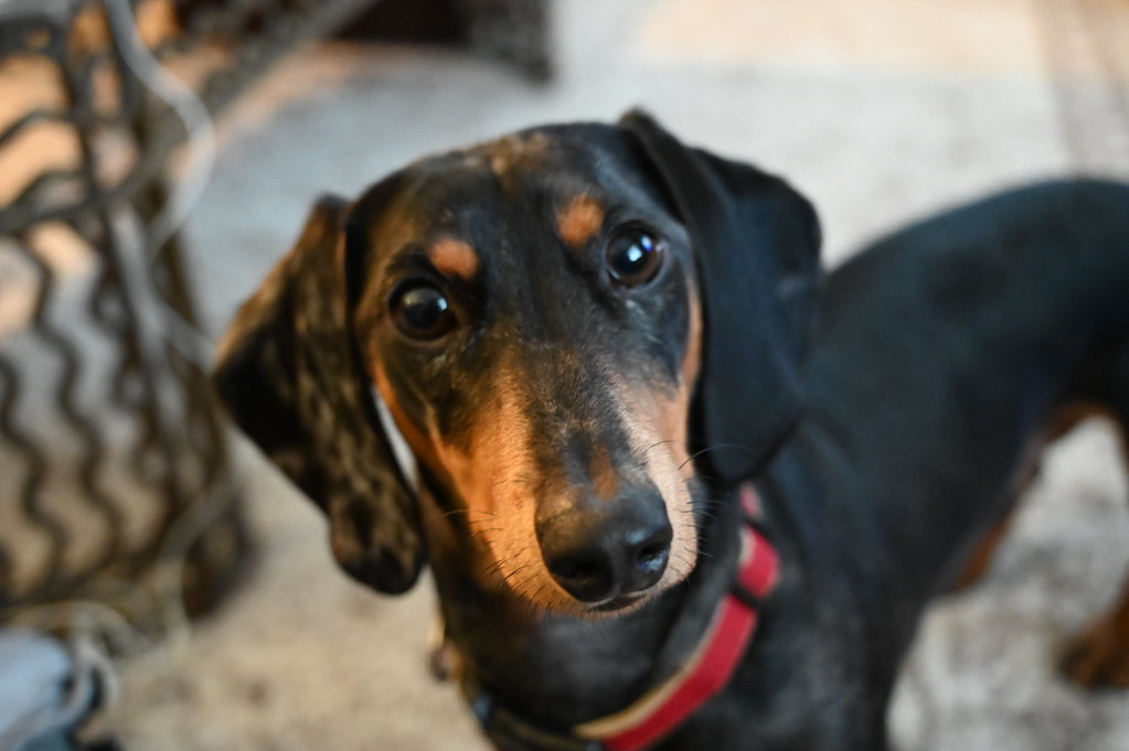 DSC_5300 Jeff Irwin Flickr