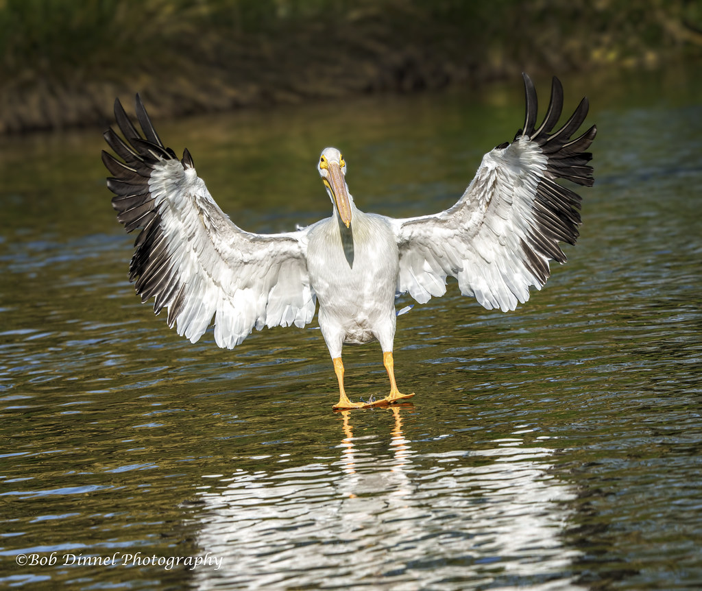 Get outta my way !! Big old Pelican coming in for a perfec… Flickr