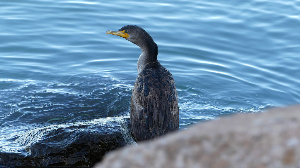 cormorant kenosha wi harbor Gary Brown Flickr