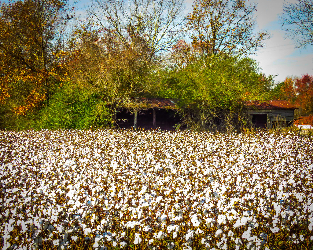 Cotton Fields IMG_6086 Bill Niven Flickr