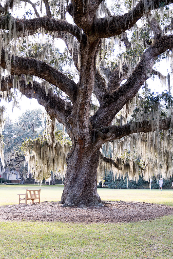 Southern Live Oak, The Green, Beaufort, South Carolina, Un… Flickr
