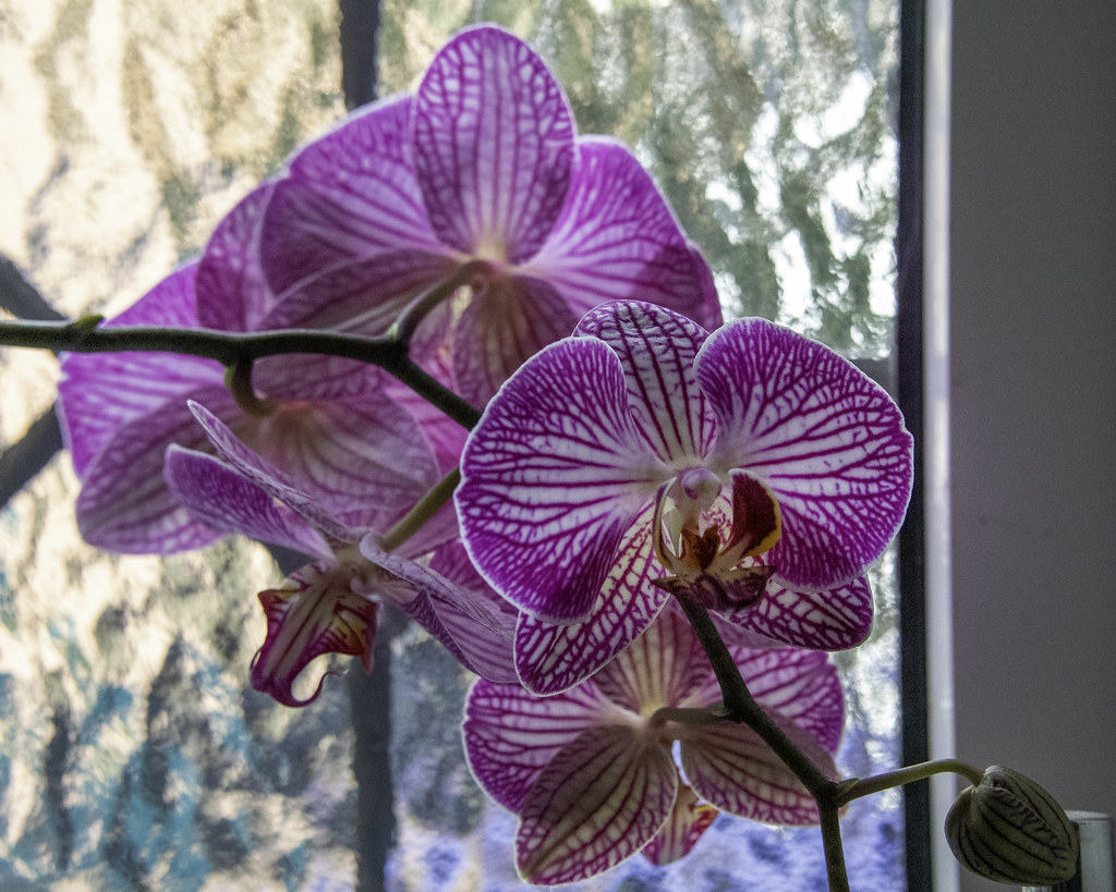 Cloakroom orchid 2022 Mike Price Flickr