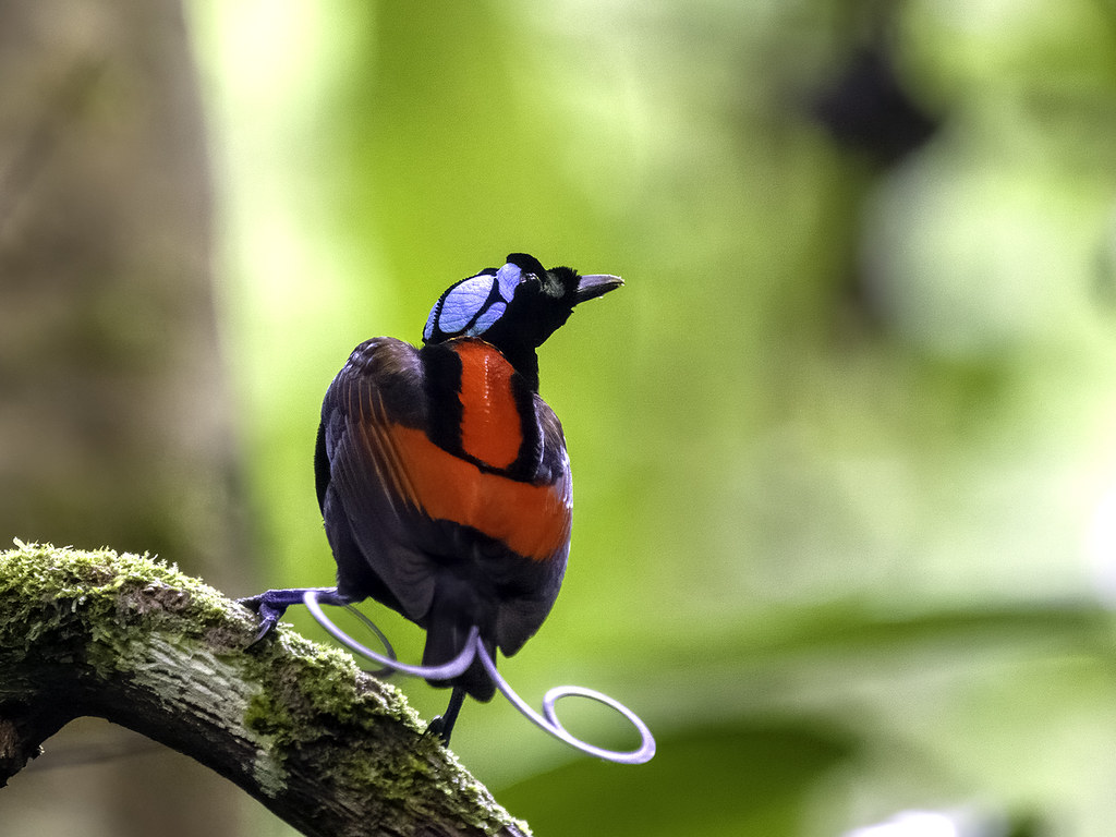 Wilson's BirdofParadise (Diphyllodes respublica) NEAR … Flickr