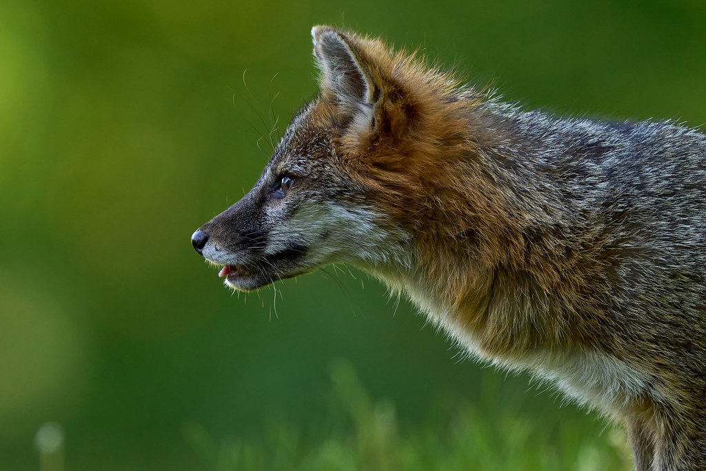 Grey Fox Dale Robert Flickr
