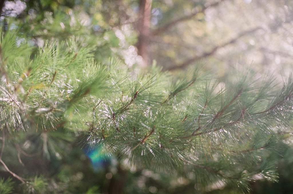 Where's the scent of pine trees? Nikon FE2 50mm f/1.4 AIS Flickr