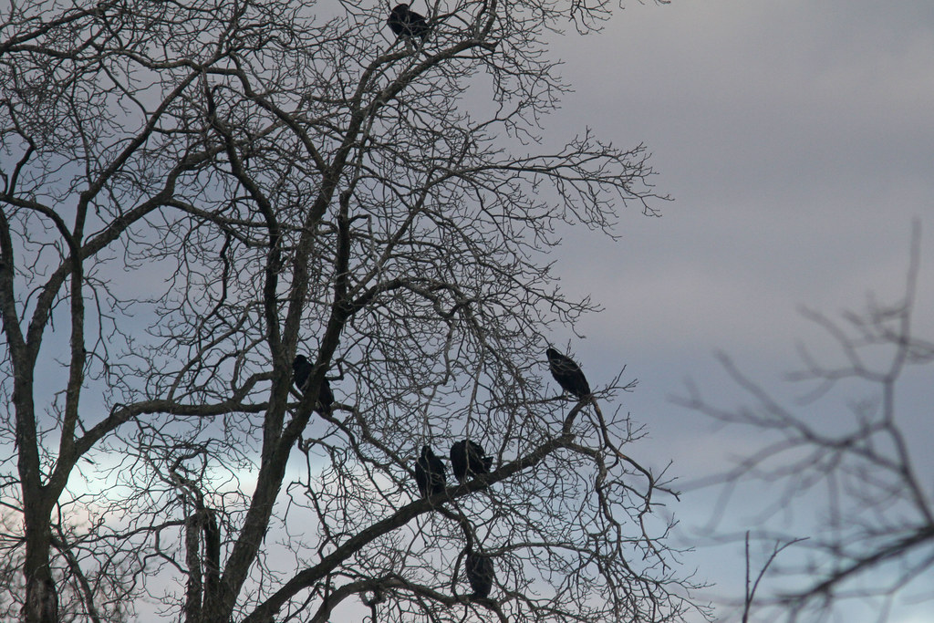 Black Vultures Unusual, South Maple St, Hadley, MA, Dec 4