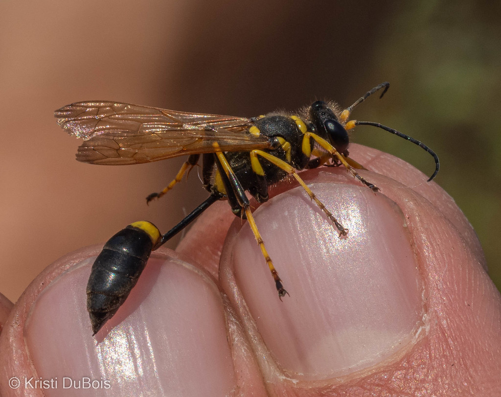 EM520220910286 Yellowlegged Muddauber Wasp Sceliphron … Flickr