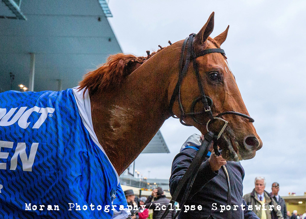 Dubyuhnell after winning the Remsen December 3, 2022 Duby… Flickr