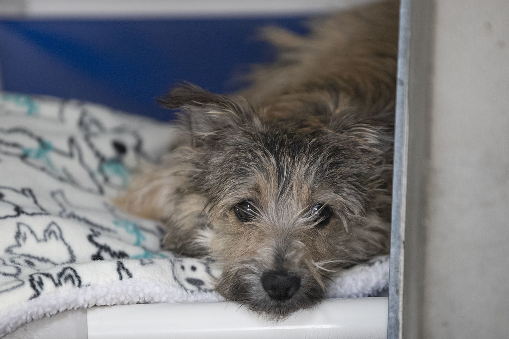 Peaches National Mill Dog Rescue Flickr