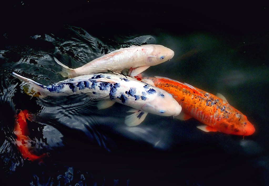 Koi carp. a photo on Flickriver