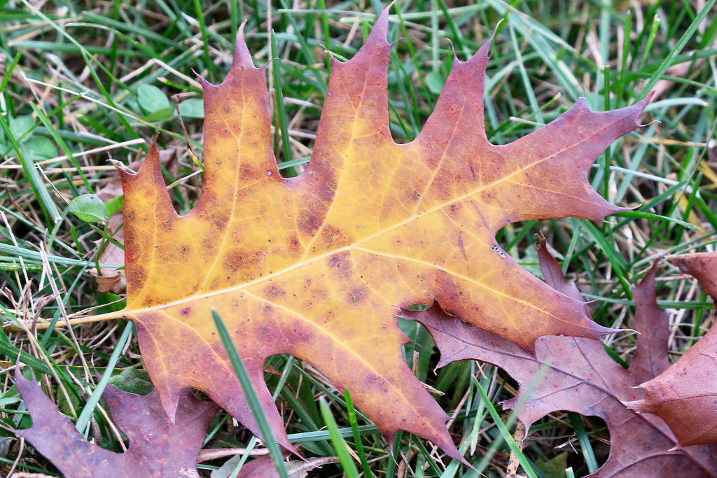 Black oak leaf Robert Clark Flickr