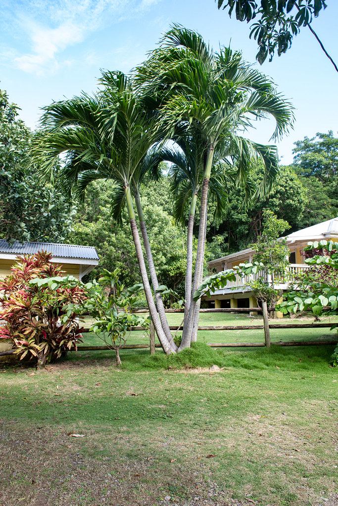 Berry 4F Christmas Tree Palm Cluster. Estate Mt. Washingto… Flickr