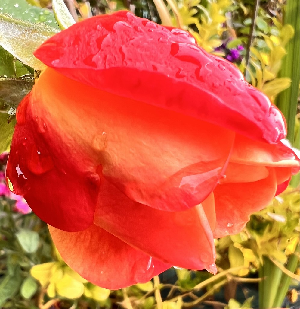 Rosebud And Raindrops Chic Bee Flickr