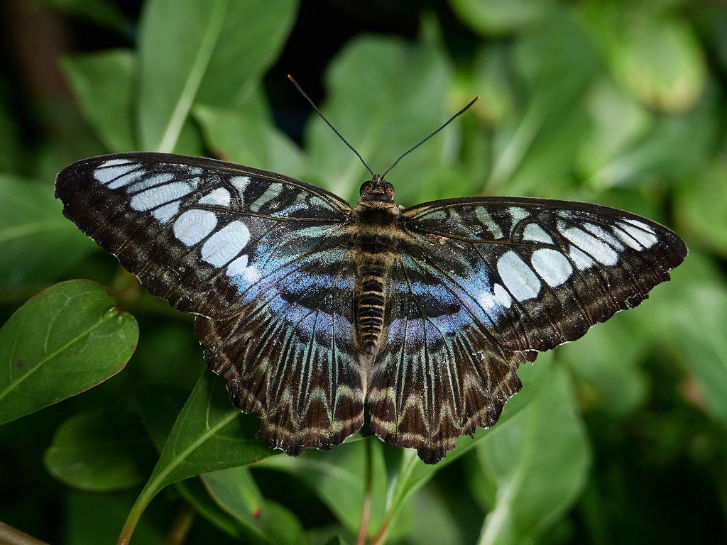 Blue Clipper Butterfly Christina Reiman Butterfly Wing, Re… Flickr