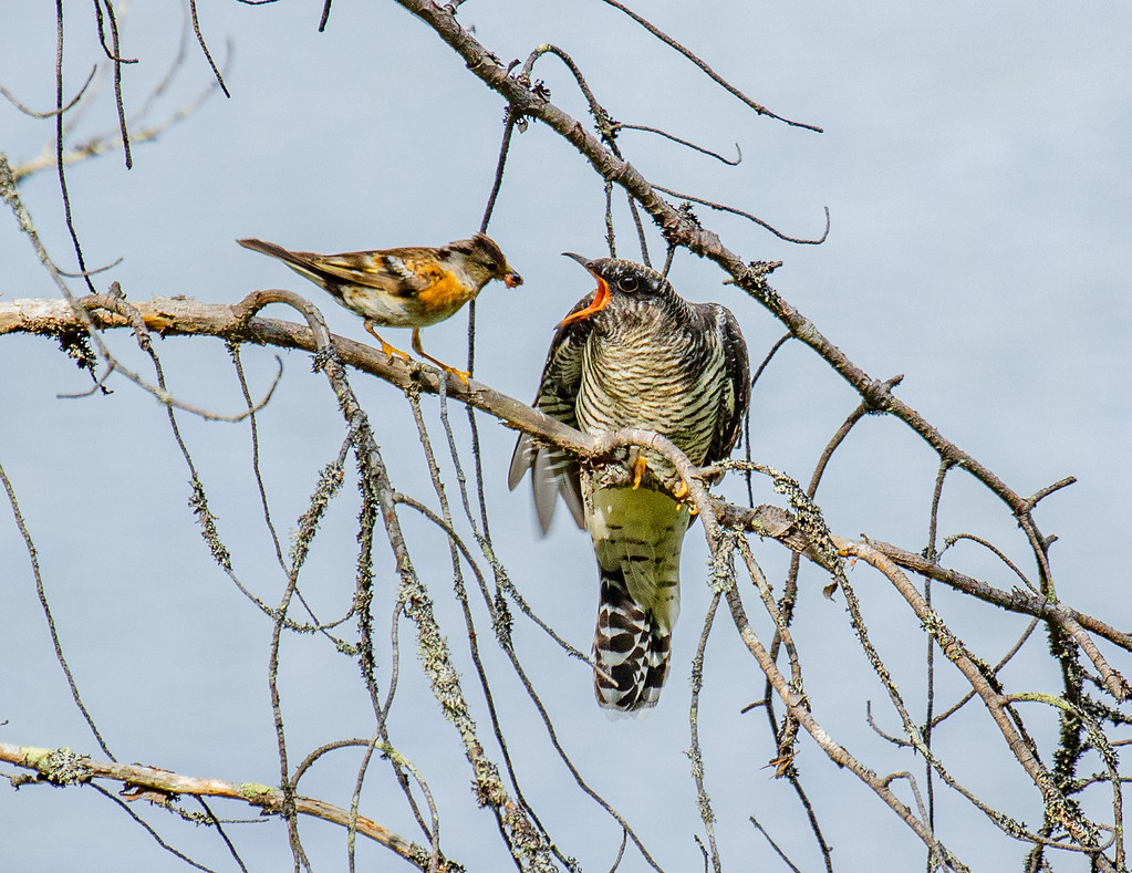 The Foundling A finch feeds a cuckoo chick Alex Korobeynikov Flickr