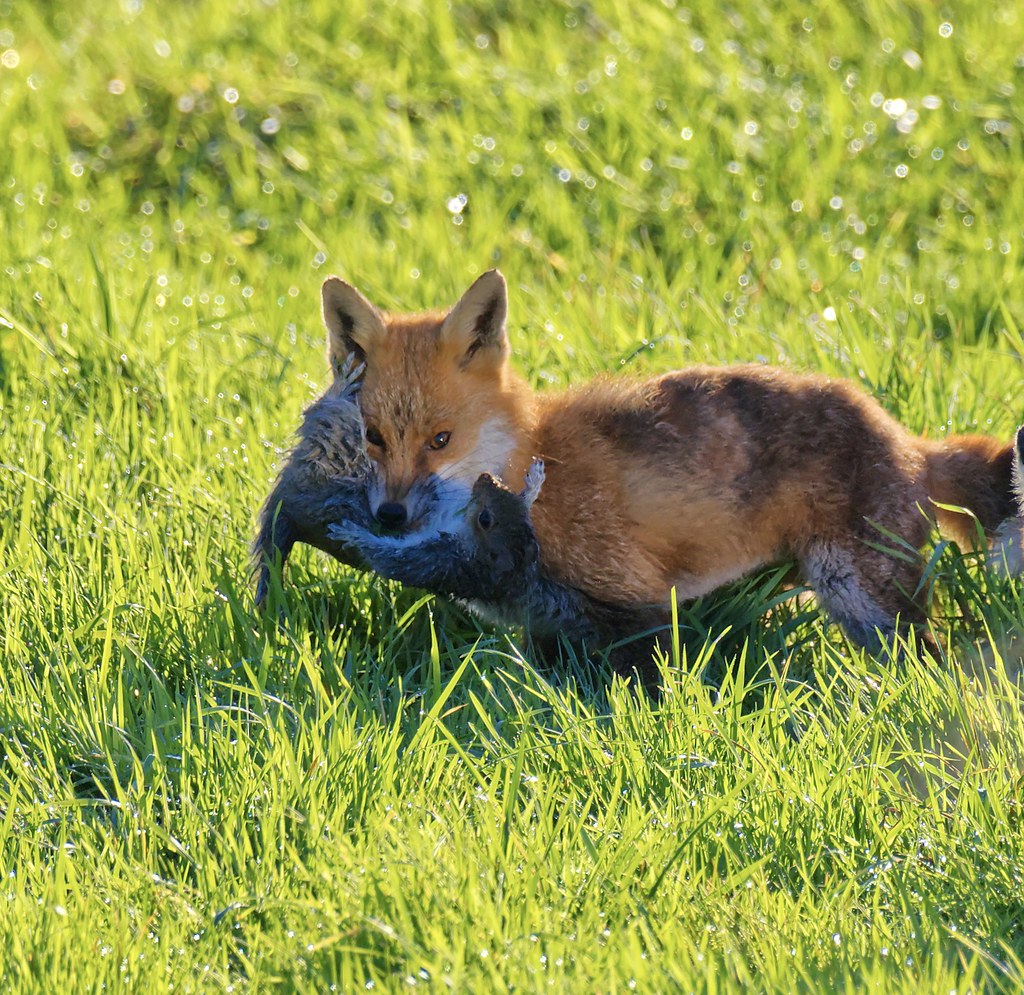 Fox with prey PhotographyNoob2022 Flickr