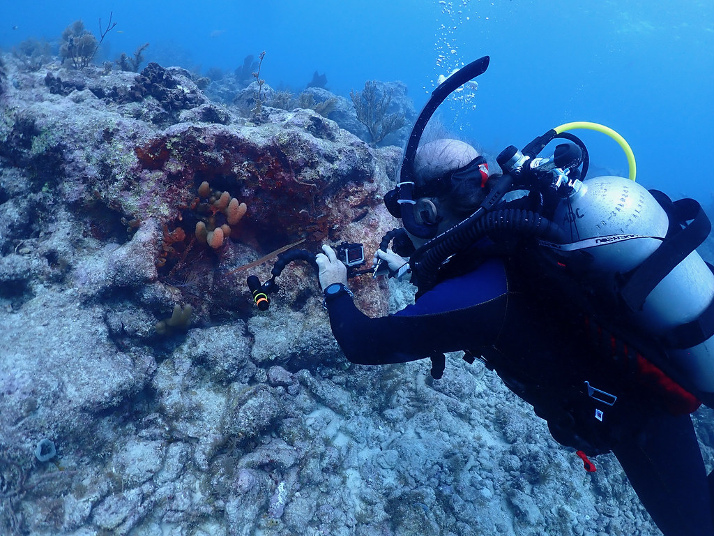 Molasses Reef, Key Largo, Florida Molasses Reef is a coral… Flickr