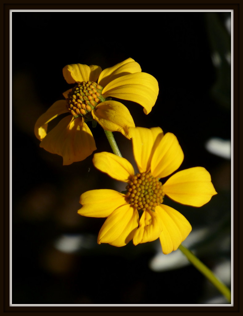 Brittlebush SCOV, AZ Steve Holmes Flickr
