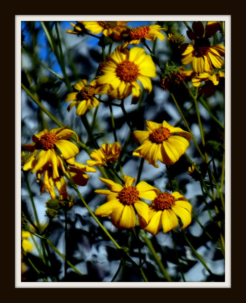 Brittlebush SCOV, AZ Steve Holmes Flickr