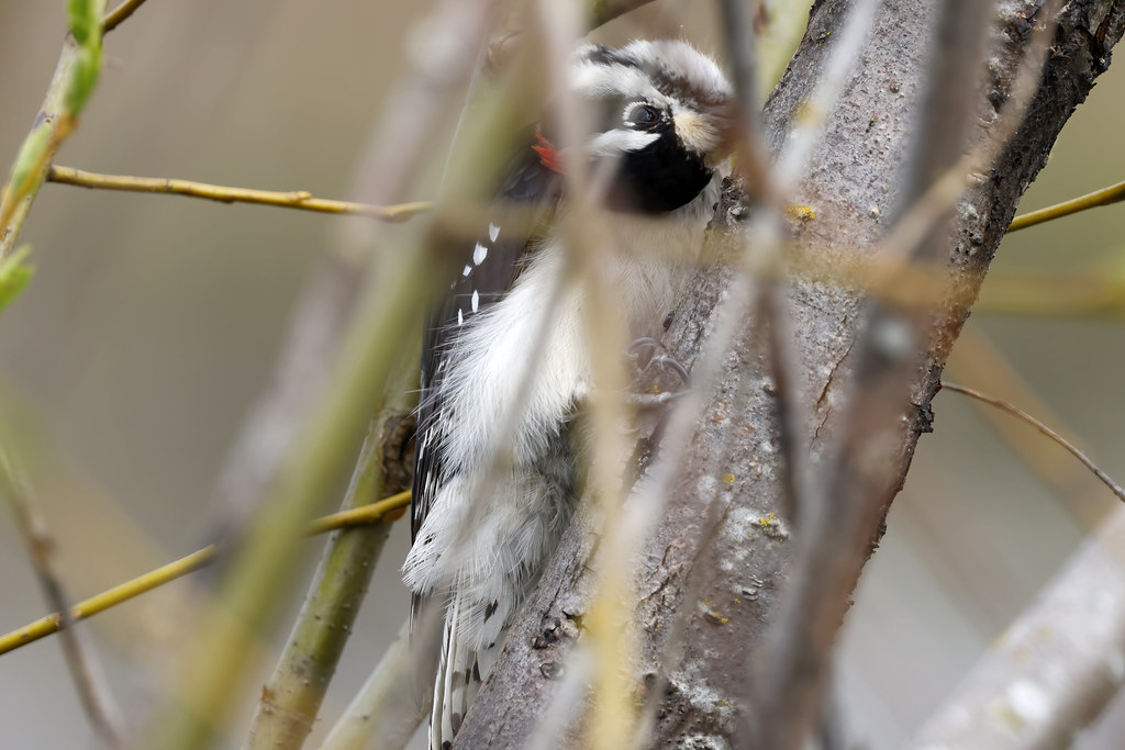 Male Downy Woodpecker playing Twister to get the Ants Flickr